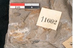 Foto (Detailansicht) von Asterophyllites equisetiformis Br. (NHMW-GEO-2024-0188-11002)